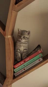 smiling restaurant manager Sarah Chen